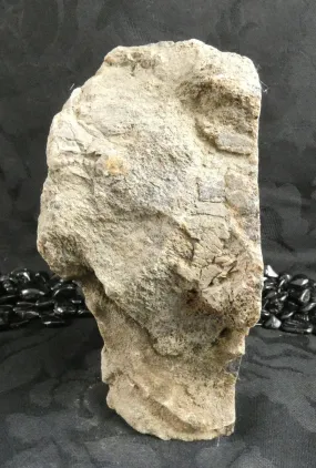 Genuine Dinosaur Bone