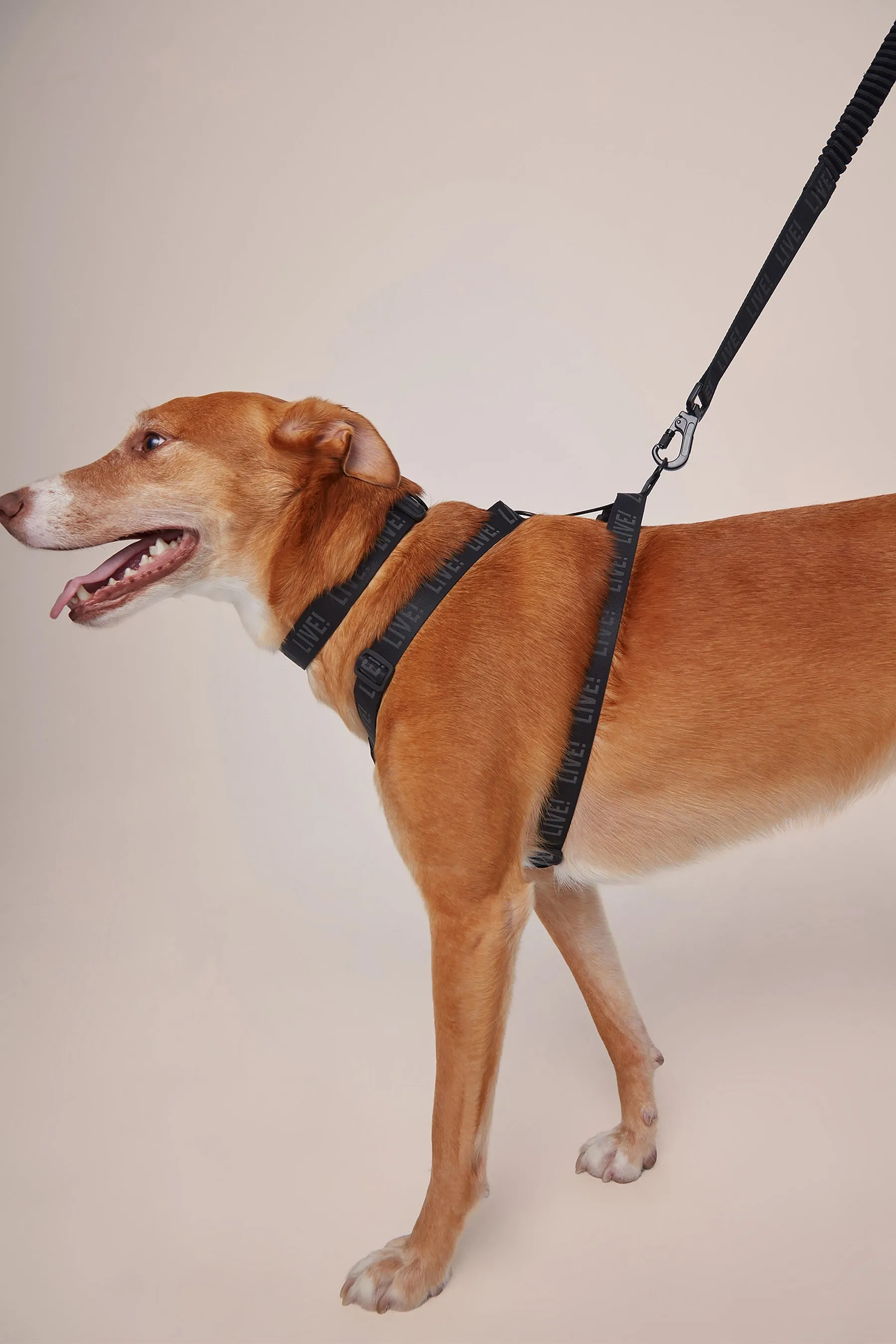 H REFLEX LIVE! PET HARNESS