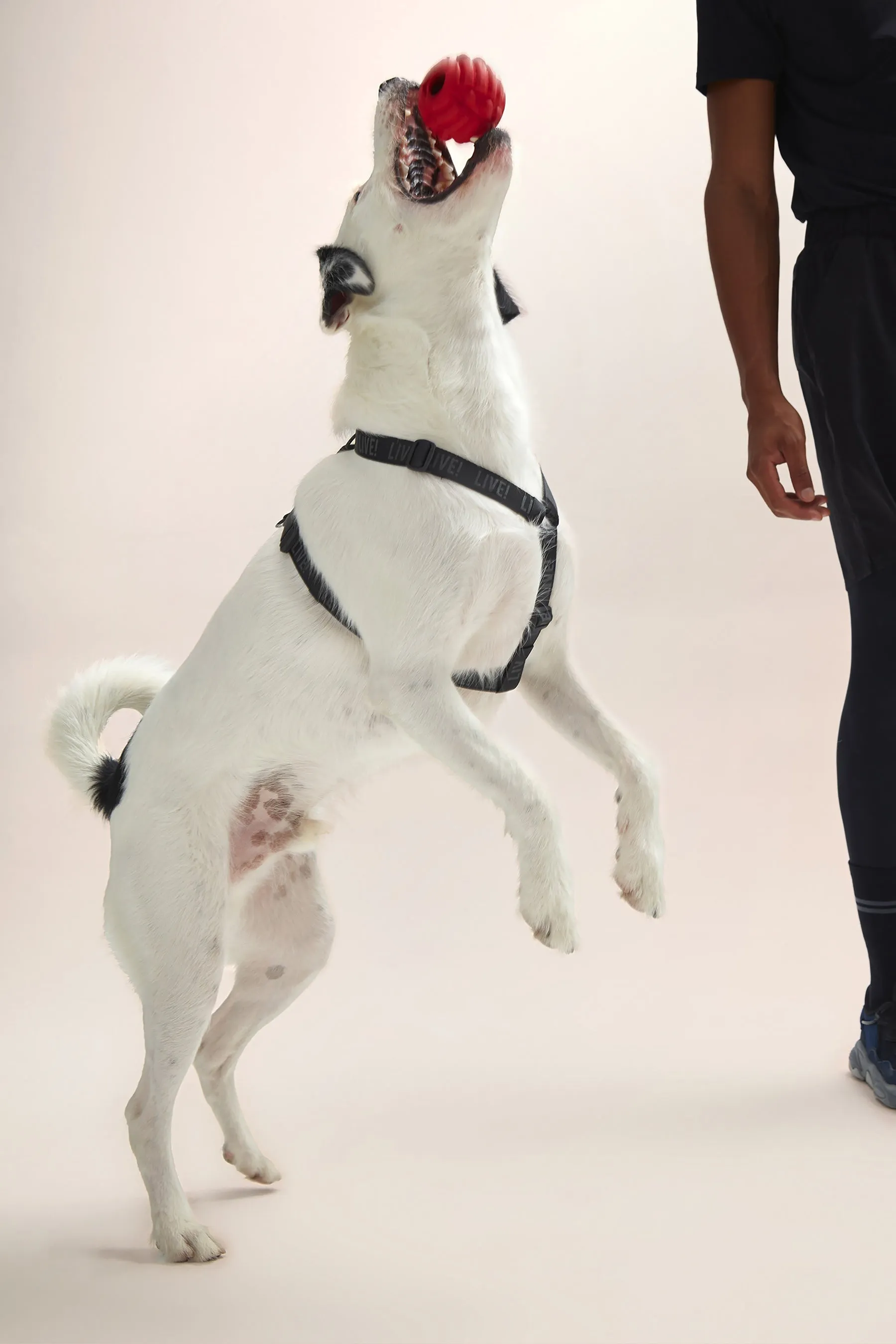 H REFLEX LIVE! PET HARNESS