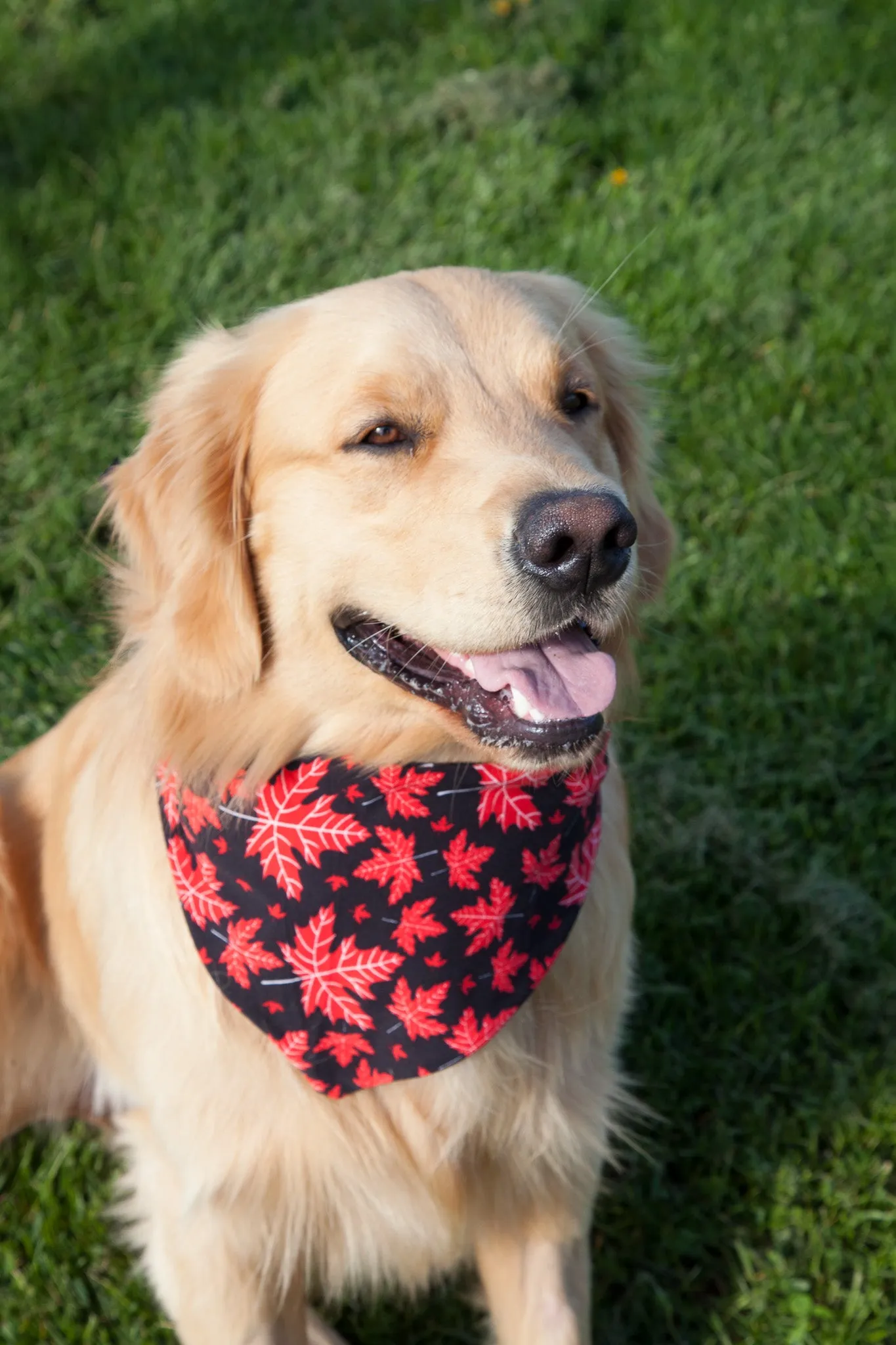 Proudly Canadian Pet Bandana