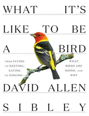 What It's Like to Be a Bird: From Flying to Nesting, Eating to Singing--What Birds Are Doing, and Why by David Allen Sibley